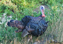 Meleagris gallopavo
